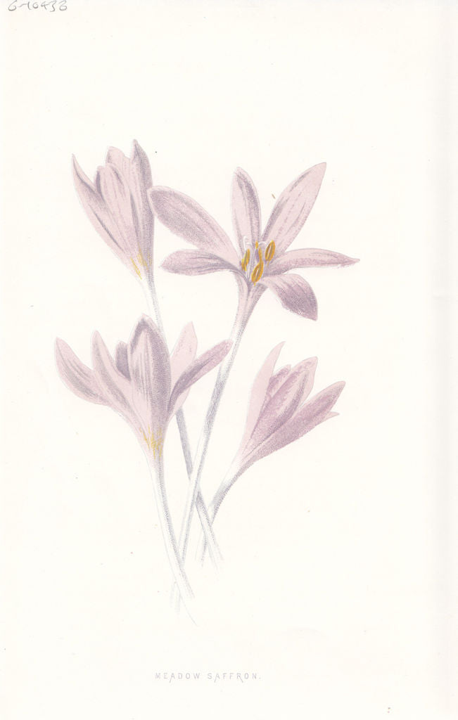FLOWERS. Meadow Saffron c1895 old antique vintage print picture